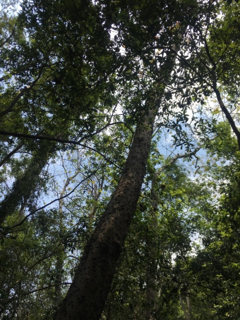 2020.3.27火炎山登山步道完走_905107