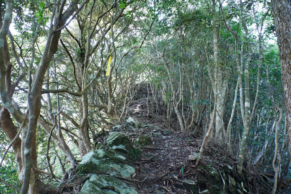 台中 和平 南松鶴山、八仙山、東松鶴山_2877946