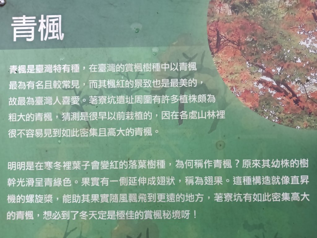 基隆市荖寮坑古道+十分古道(暖東舊道)+頂子寮山(嶺頭土地公)P字走_2821498