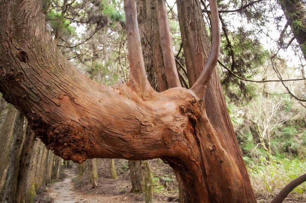 2023.03.11 馬崙山小O、新山遺址(馬崙山步道支線去、斯可巴步道返)_2072741