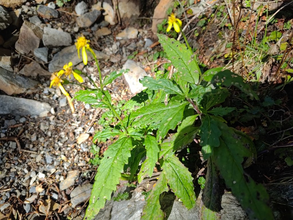 溪頭山連走魔保來山_2682691