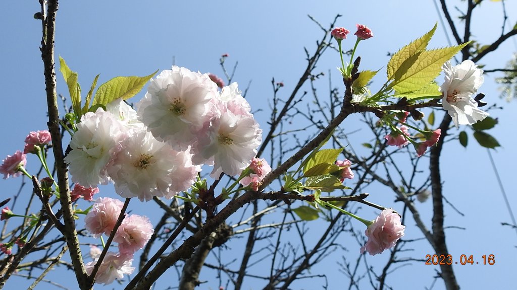 翡翠水庫壩頂(新店四十份)再見日出雲海+賞 #松月櫻 &桐花_2115024