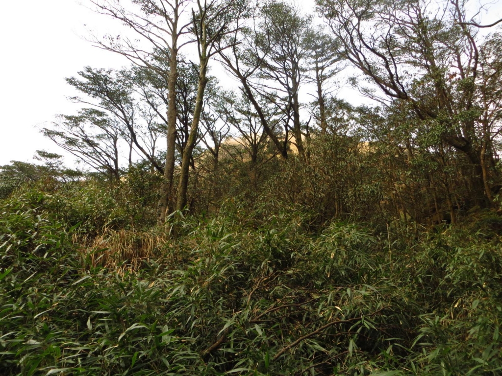 雲霧中遊走七星山之美_33475