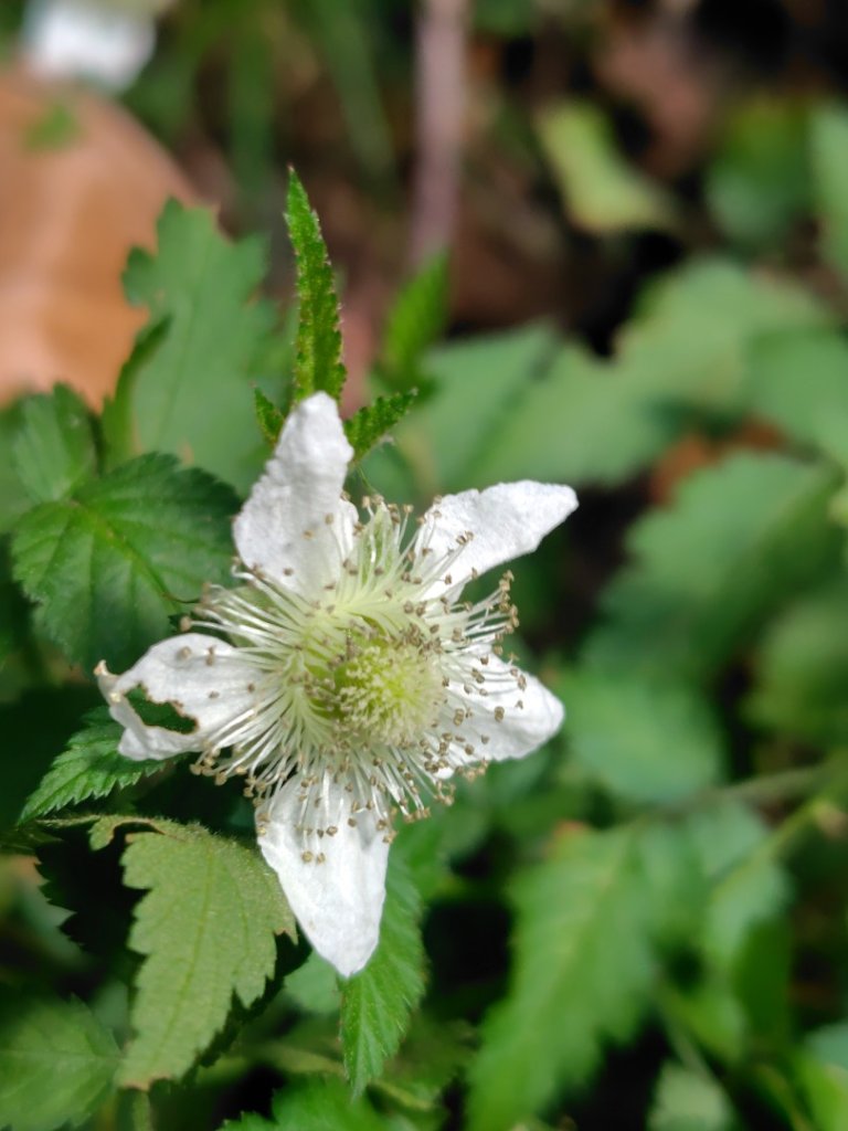 東埔走八通關古道訪龍貓公車繞對關山O型_2962850