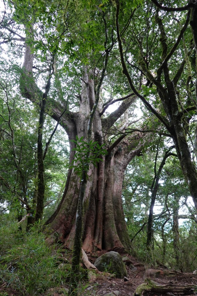 阿興阿賢｜辣辣的屏風山_1455278