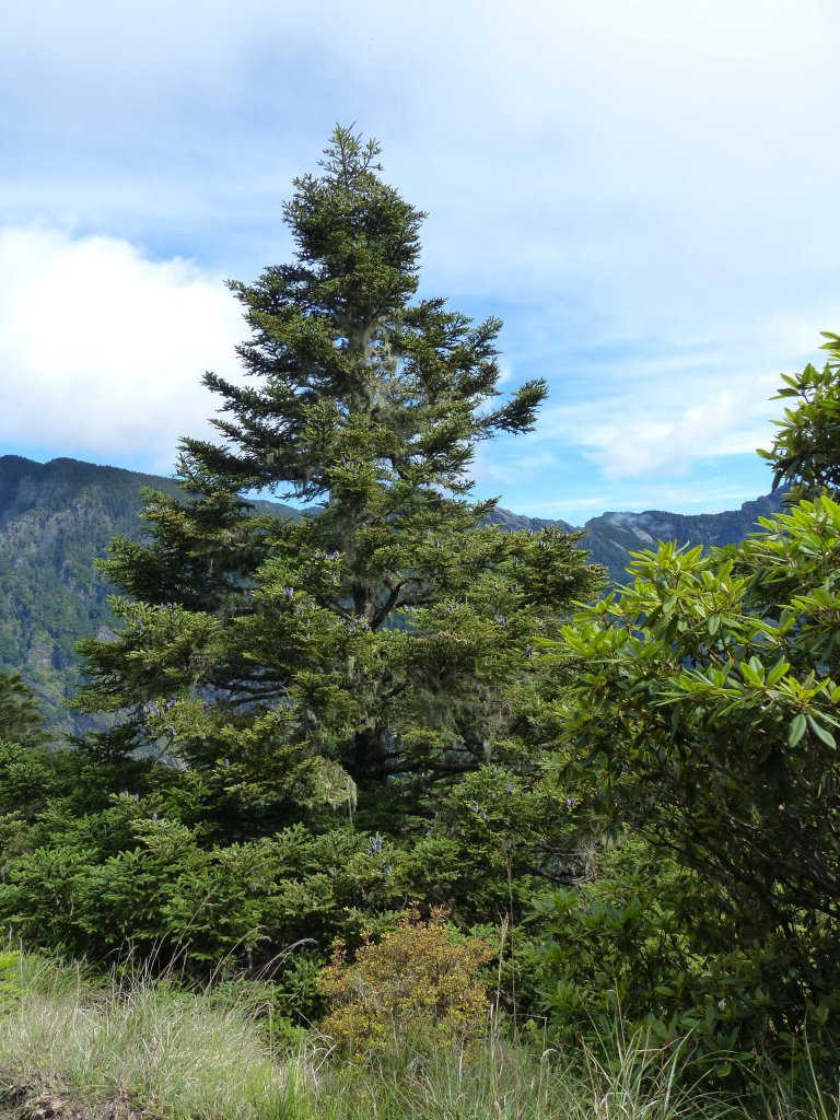 雪山主峰下翠池2019/0723_640279