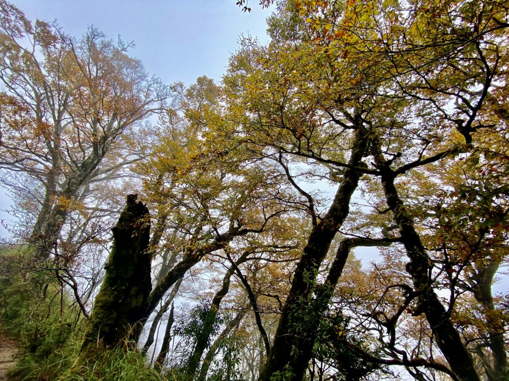 太平山山毛櫸步道與浪漫金黃相遇    2021/11/16_1519158