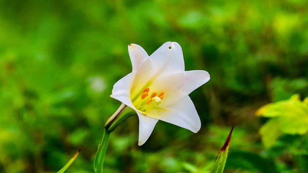 北海岸。良率_2783440