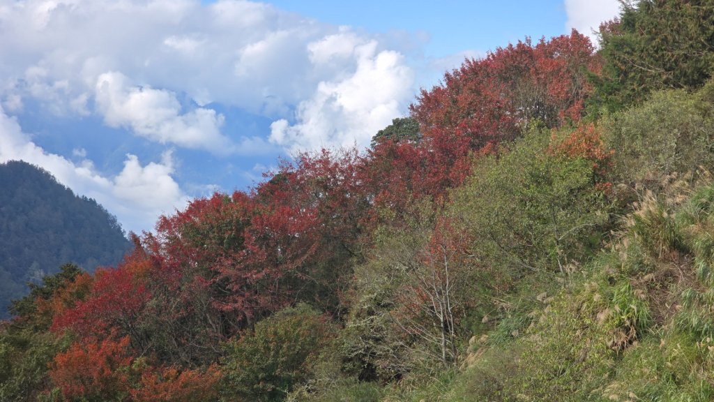 東埔山／鹿林山／鹿林神木_2666740