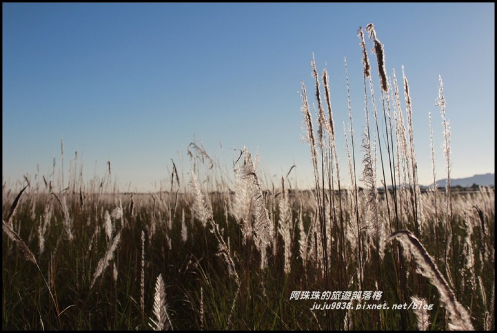 季節限定蘭陽溪畔甜根子草的銀白世界_489310