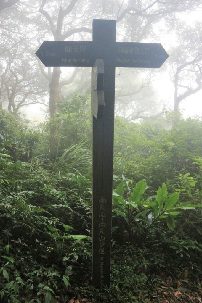 〔陽明山 〕面天山 向天山 向天池 二子坪步道。火山口湖 獨特生物蚌蟲 向天蝦（豐年蝦）_2235464