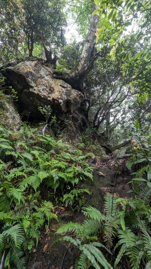 113.06.01魯壁山-東穗山之旅_2529880