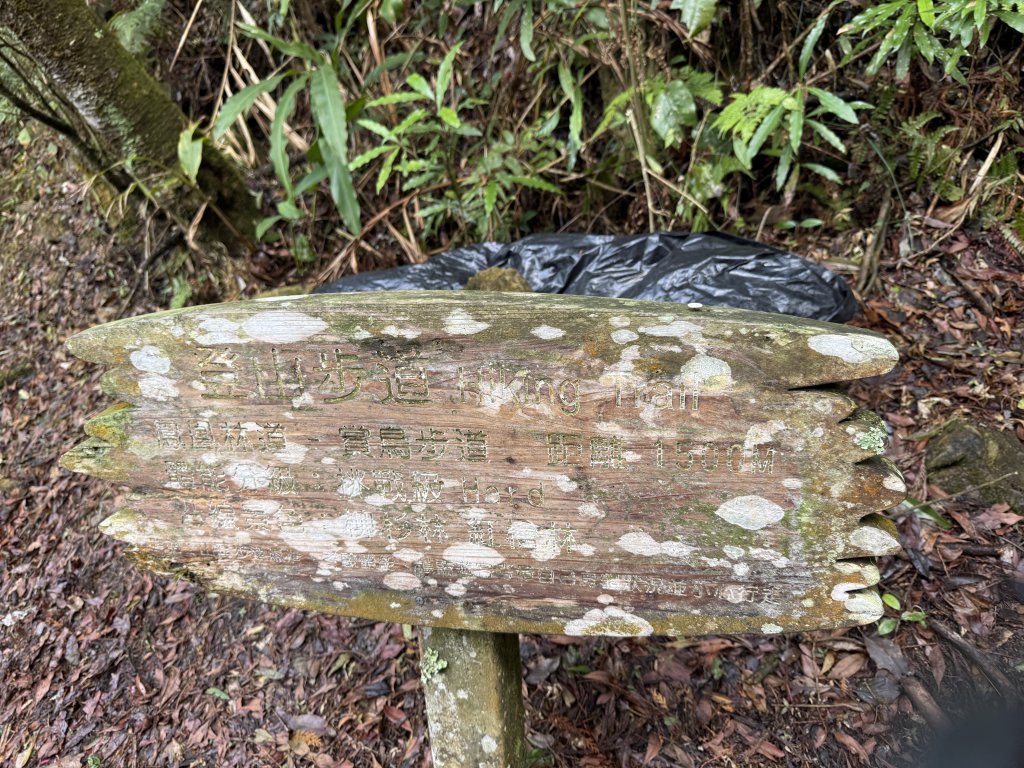 68溪頭天文台鳳凰林道_3085014