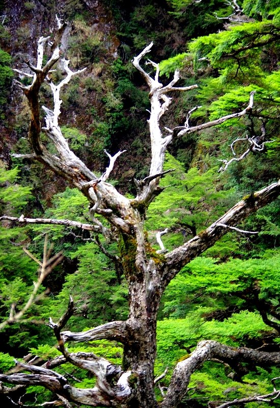 山風15度C吹拂 ~ 合歡溪 步道_1551796