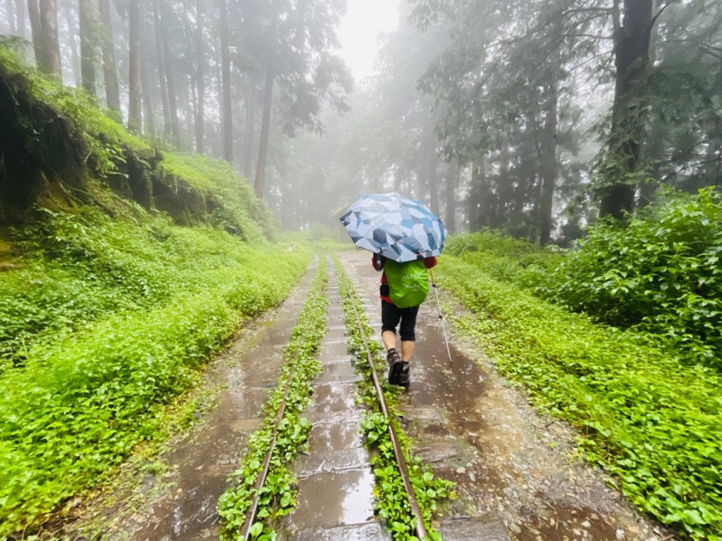 1130610水山巨木步道O繞_2523658