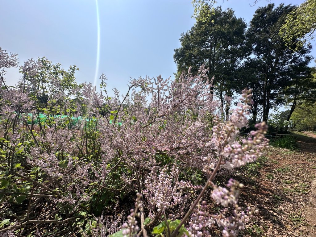 挑炭古道｜三通嶺古道_2730444