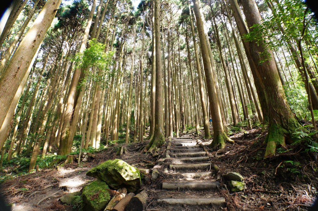 苗栗 南庄 紅毛山、無名山、大坪山_2943143