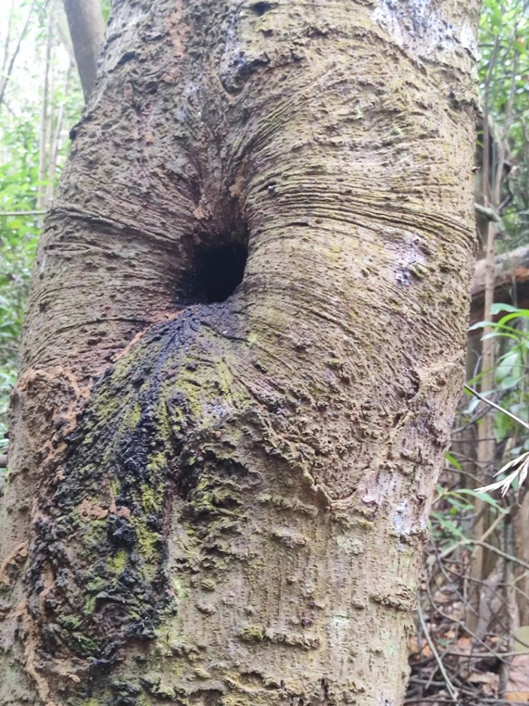 飛沙龍逆走_2988866