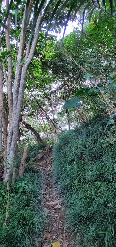 2023-01-26女仍山步道_2010971