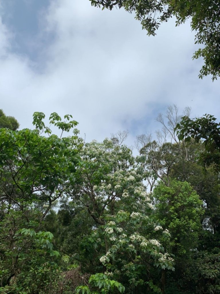 四月雪～桐花盛開～藤山步道_566638