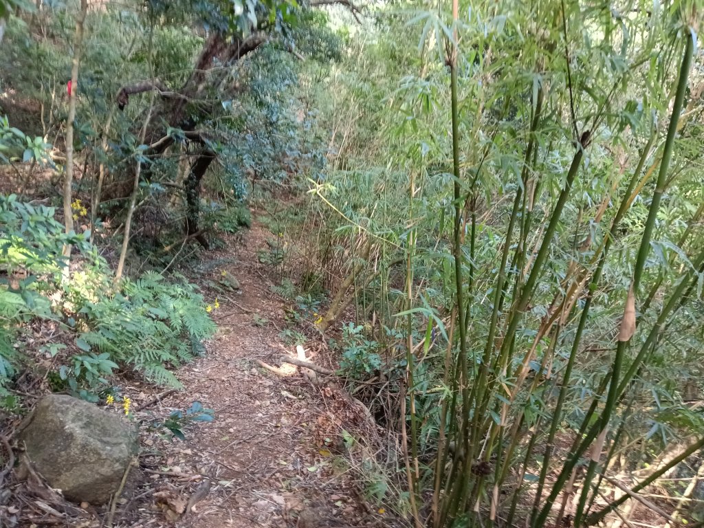 北投區清天宮步道+面天山+向天山+向天池+興福寮步道+頂青礐古道P字走_2960109