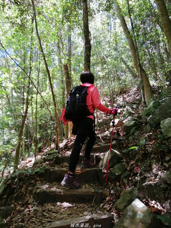 【台中。和平】松林鳥語。 谷關七雄之屋我尾山(大雪山林道)_1420800