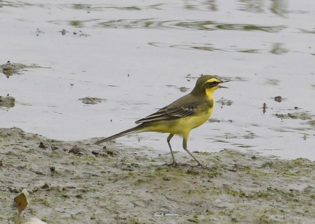 2016年, 九年前, 5, 6月份, 華江雁鴨自然公園封面圖
