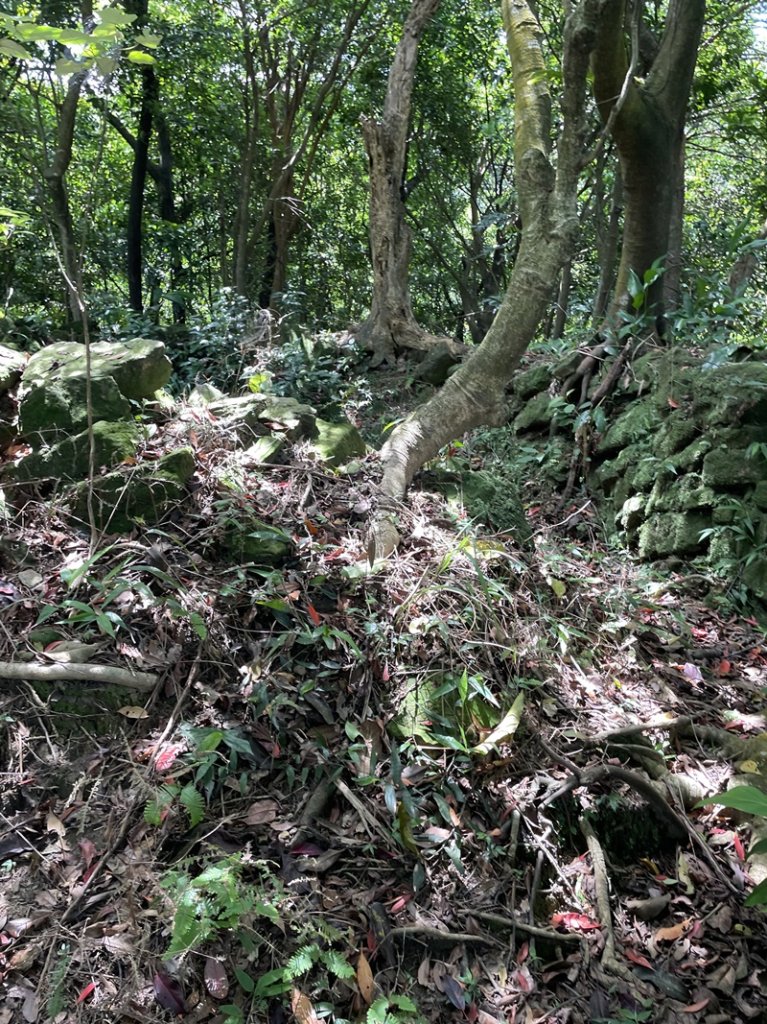 蛇子形古道_2511178