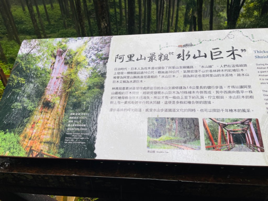 1130610水山巨木步道O繞_2523647