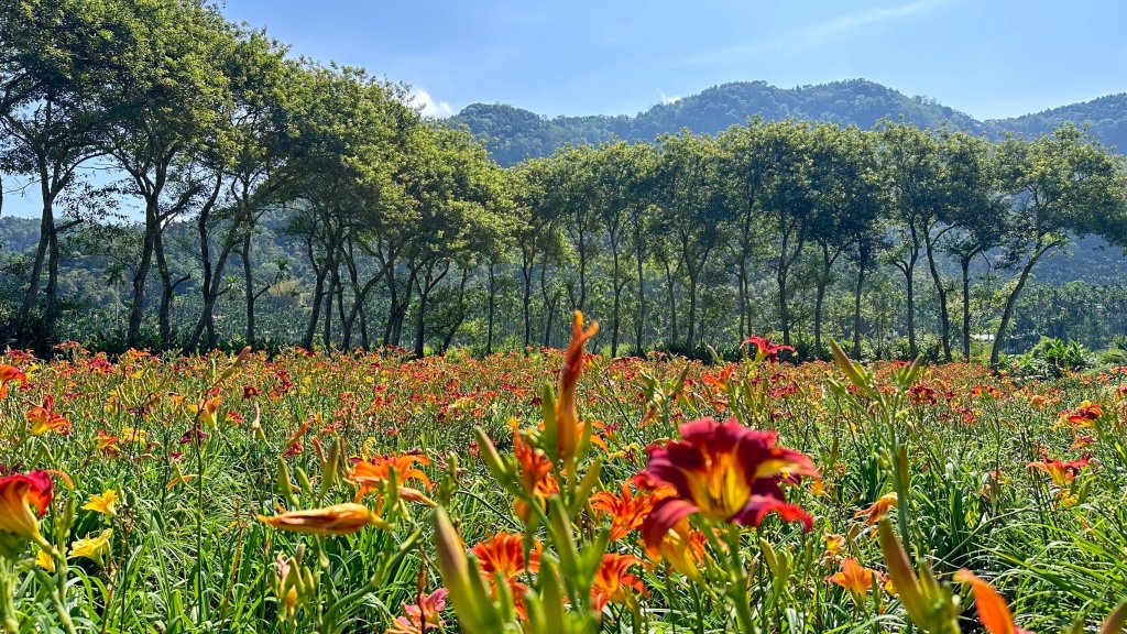 頭社金針花花海_2511577