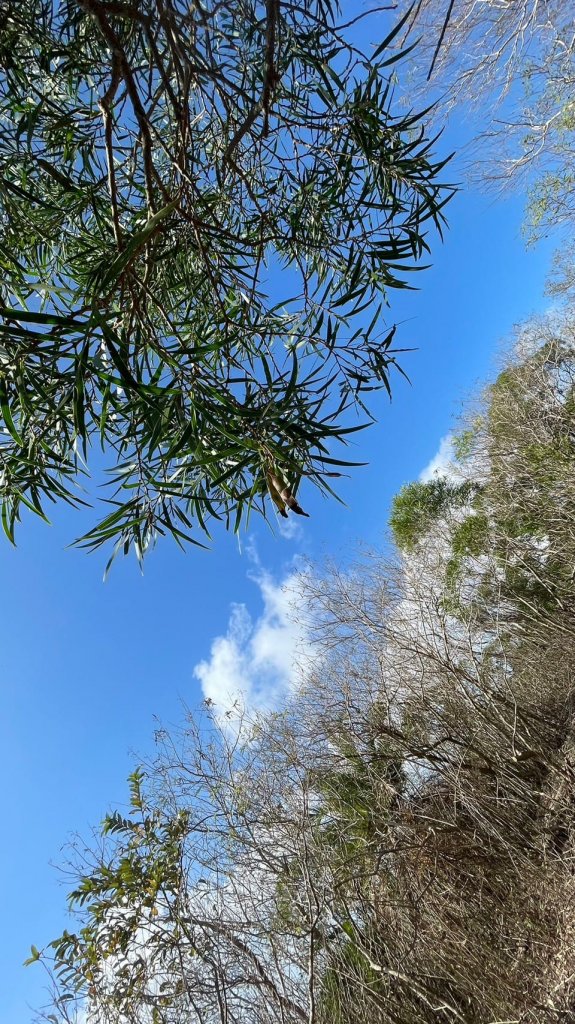 230210-台灣最南小百岳#081 大山母山。美美兔說:墾丁熱的不像冬天。_2040047