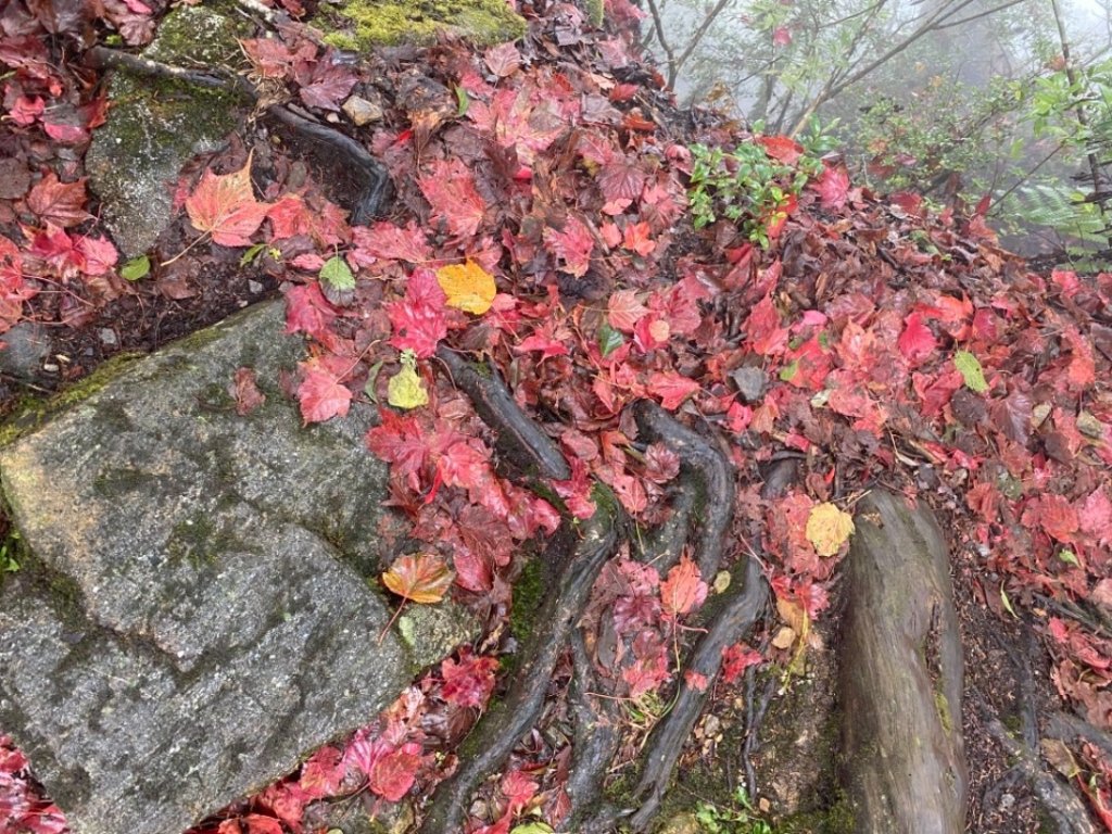210109功虧一簣之超冷稍來山賞楓_1276608