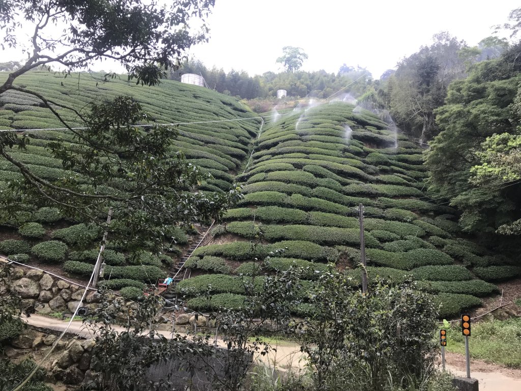 110年4月25日雲林  雲嶺之丘 五元二角 木馬古道_1456508