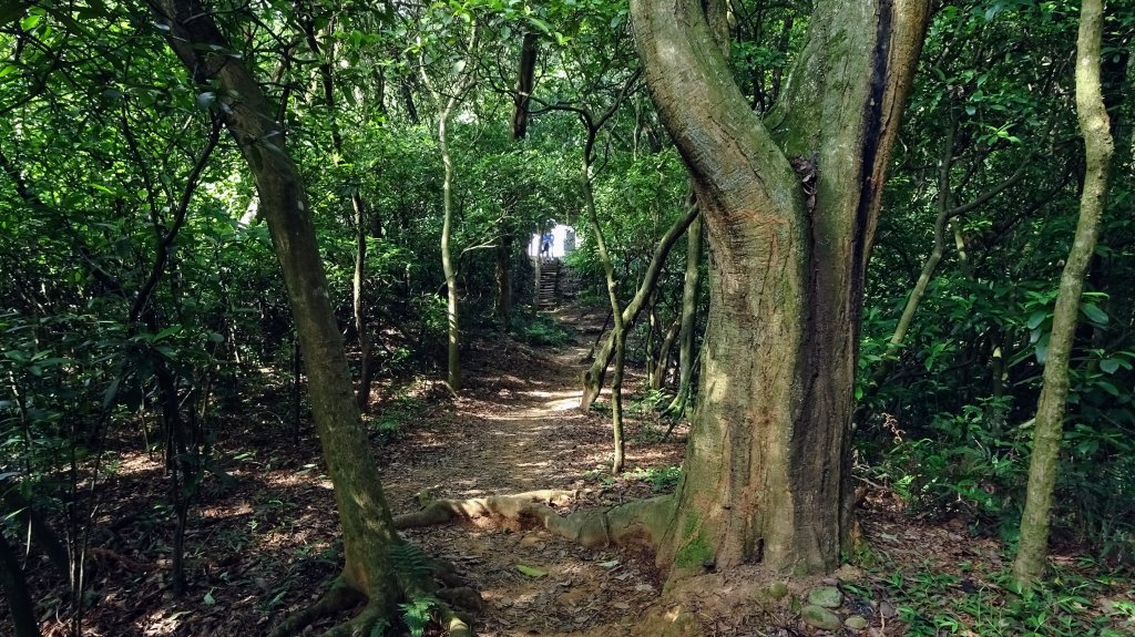 頂福巖森林步道(林口森林步道)_2283333