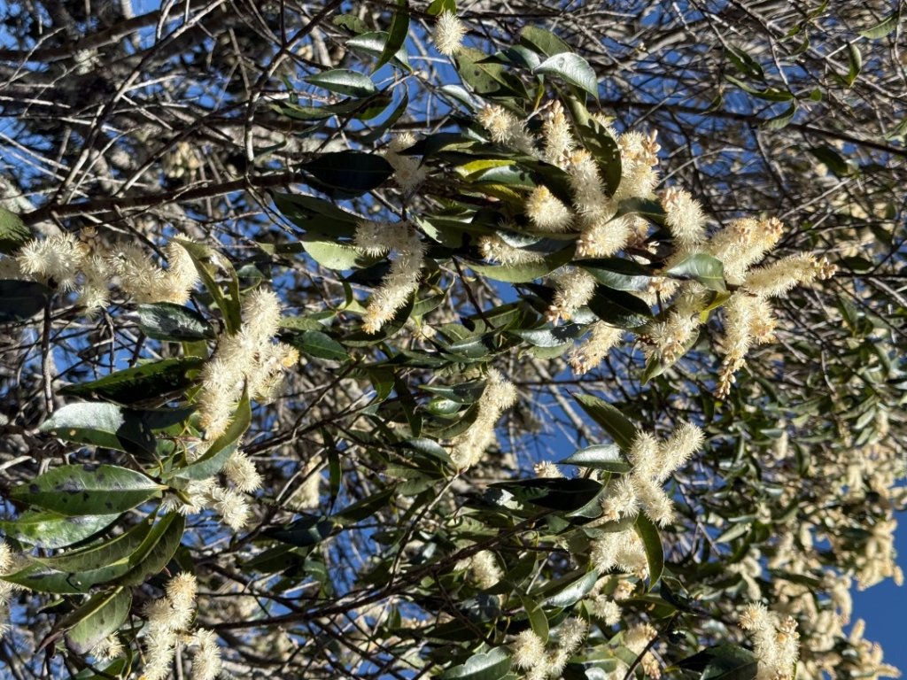 馬武霸O型_2745322