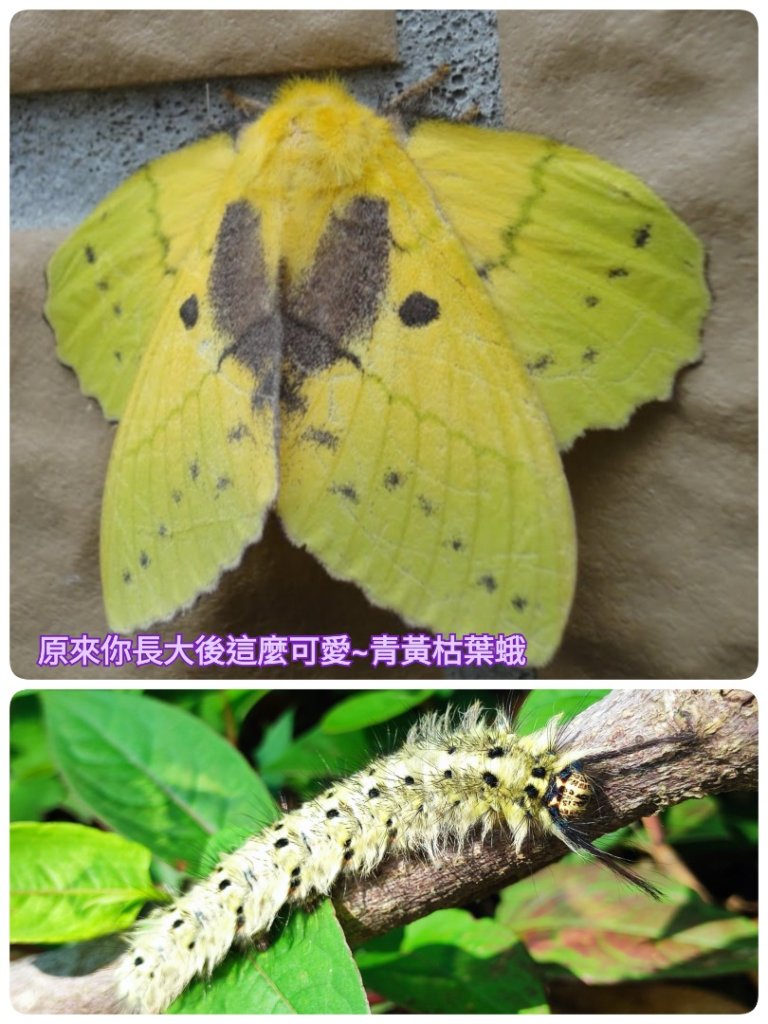 福迴縱走封面圖