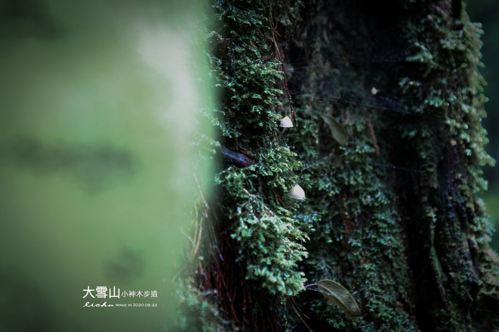 大雪山小神木步道_1103101