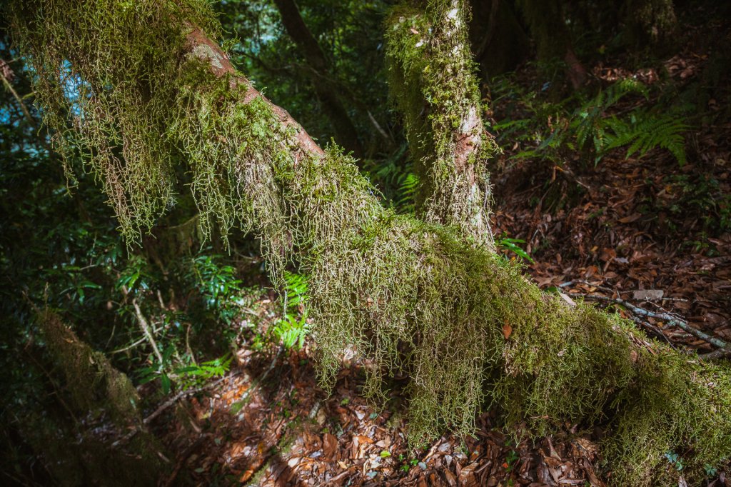 20200704-[台東] 戒茂斯山下新武呂溪_1634359