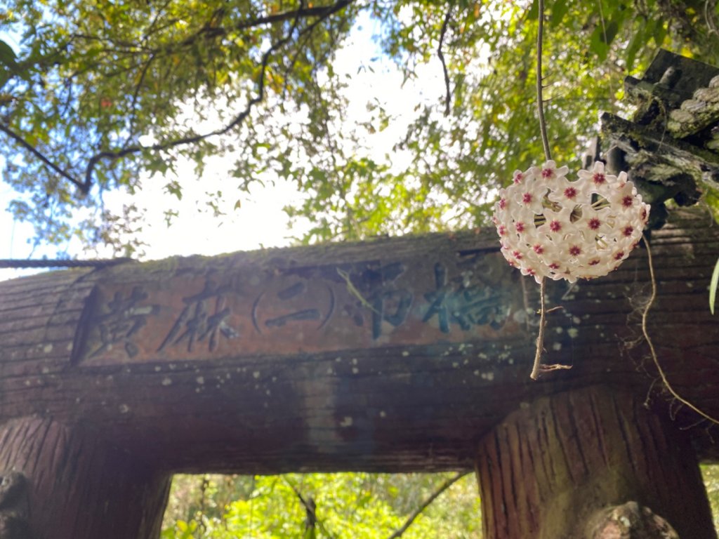 瓦拉米步道。蕨美的奇幻旅程_1483958