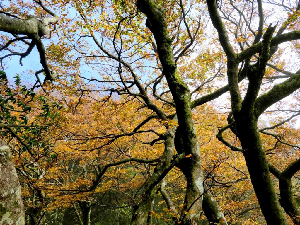 2020 D1101 珍愛魯培山賞山毛櫸_1153474