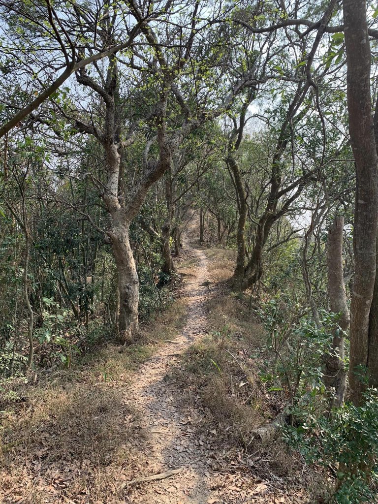 台中潭子區大胡山與聚興山隨意走（小百岳）_2116659