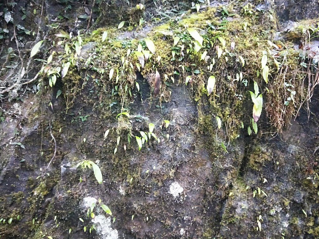 20201025 雲森瀑布，卡保山山毛櫸_1145449