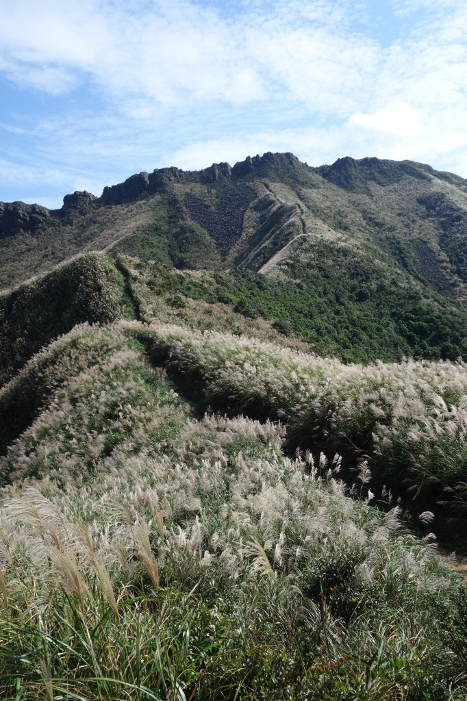 【步道小旅行】芒草佈滿茶壺山封面圖