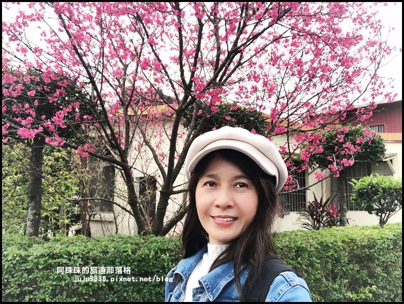 十一份觀光文化園區。石管局宿舍群賞群賞櫻_872018