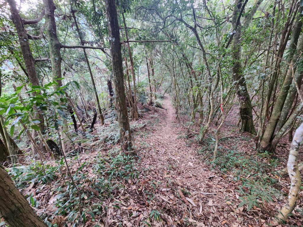 20240128過坑山大尖山_2435228