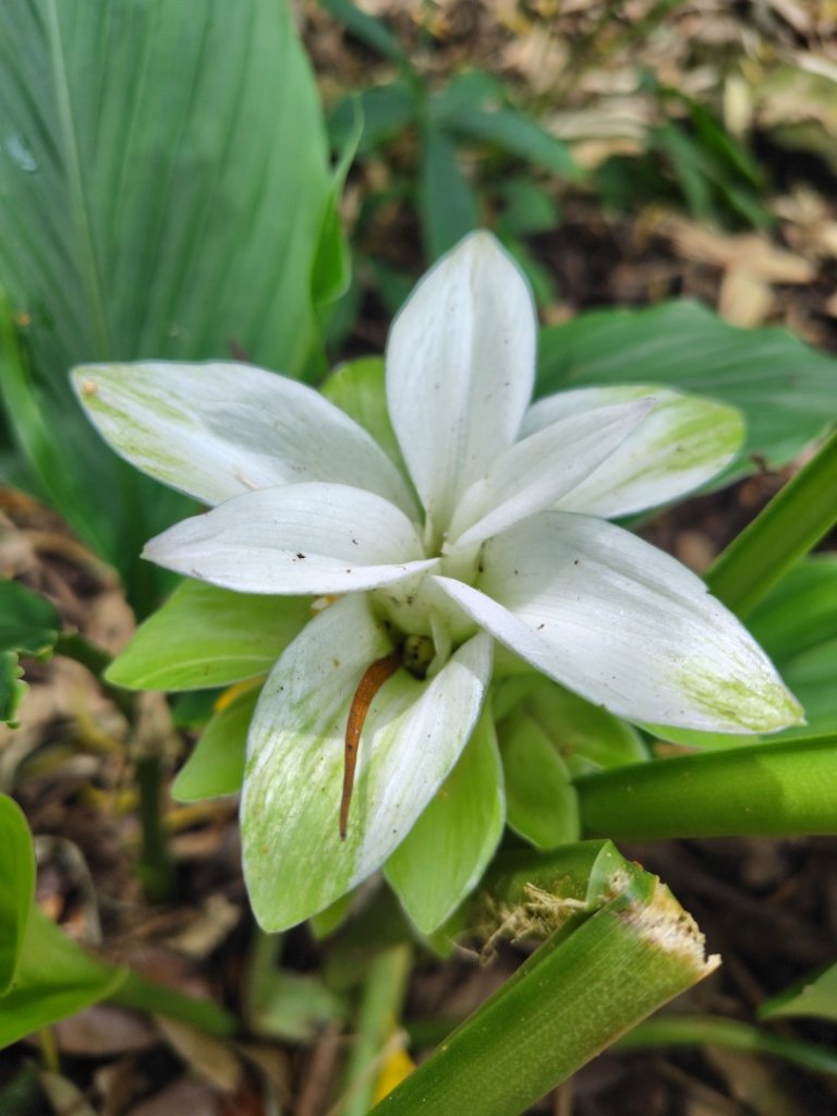 烏山、刣牛湖山、竹子尖山封面圖