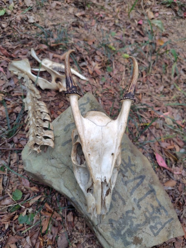 霧里乙部落-舊內文社-霧里乙山東北峰-霧里乙山-霧里乙南山-獅子頭山封面圖