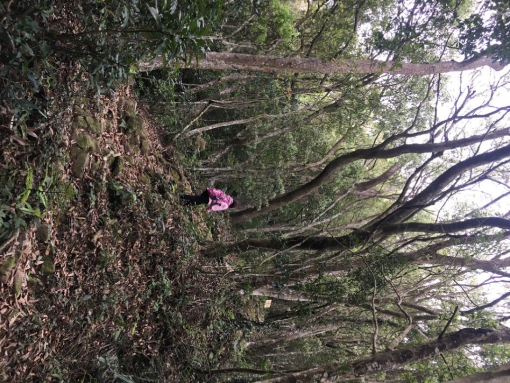 赤柯山、東獅頭山_2748548
