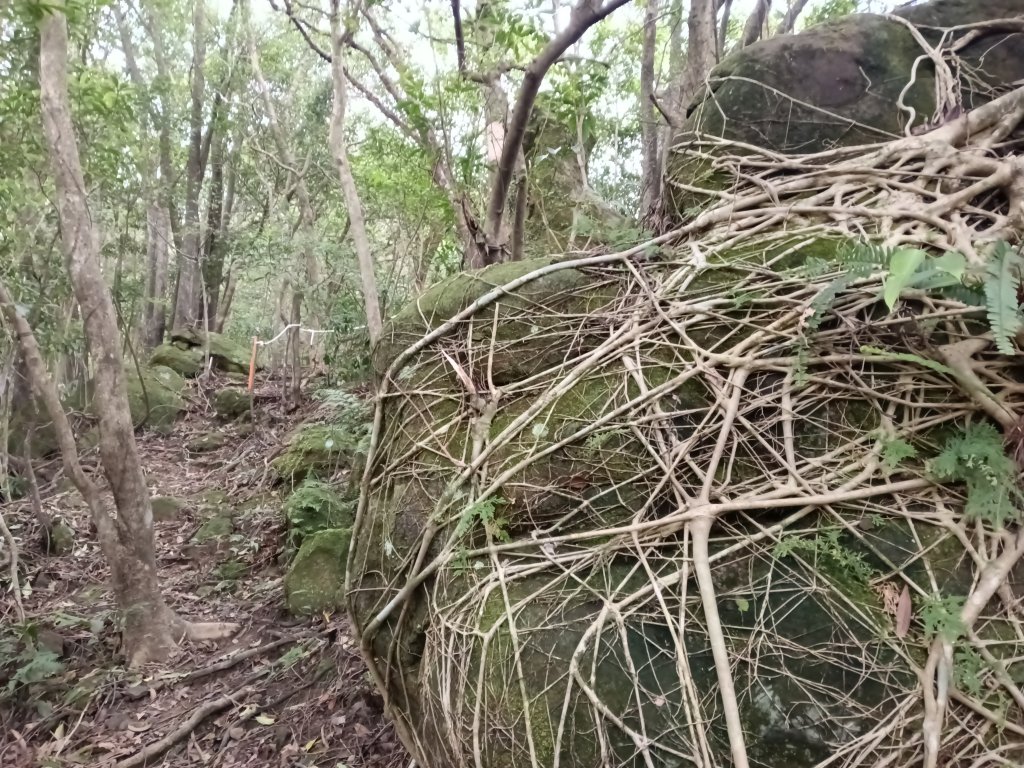 雙溪區彎穹平林山+平湖東步道+紙坑古道(億山煤礦)+紙坑山出平水聚落O型_2965826