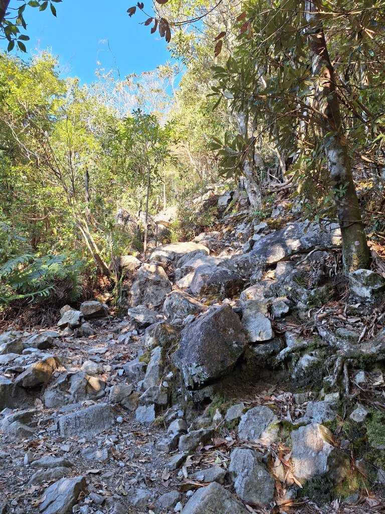 稍來神木+稍來山+稍來山南峰O型20241229_2678979